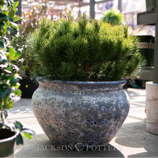 Picture of Cabbage Planter Set 2 A/B - Blue Lava